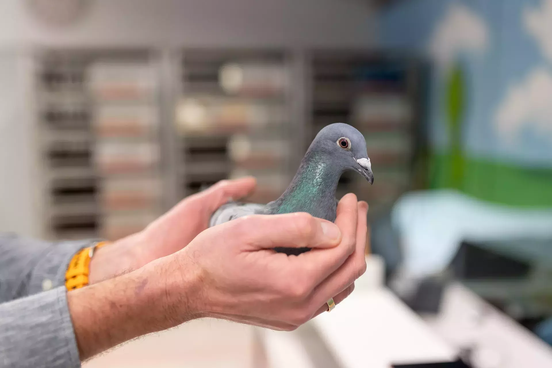 duif in hand